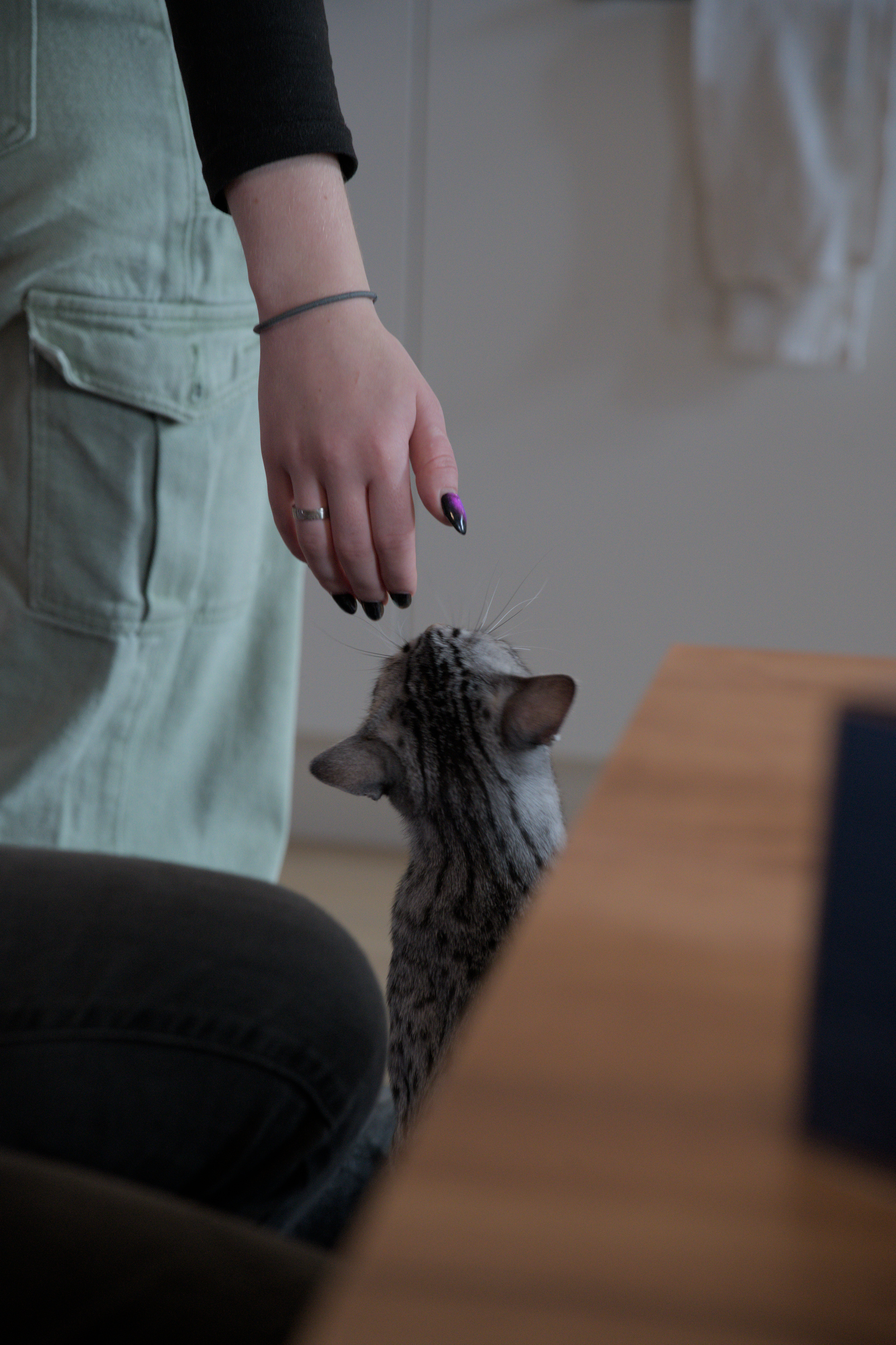 2025/10/12 - cats/DSC_0069.jpg